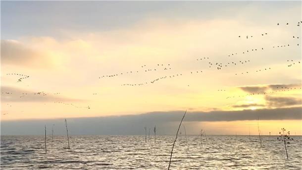 Ach du un-liebsame Zeit? Warum das Uhr-Umstellen auf Winter gar nicht so arg ist Ende Oktober an der Wurster Nordseeküste: Zugvogelzeit...
