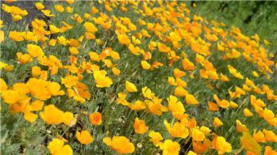 Er blüht in der Wärme, aber er hält auch Kälte aus: der Kalifornische Mohn.