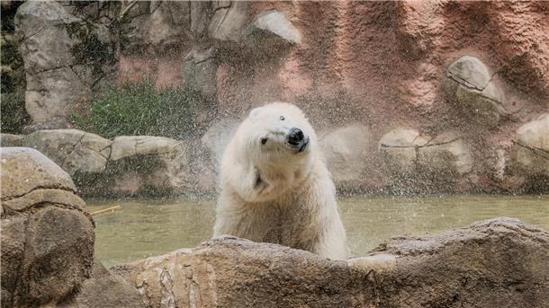 Zwei Eisbären im Zoo. Erkundung der neuen Anlage.