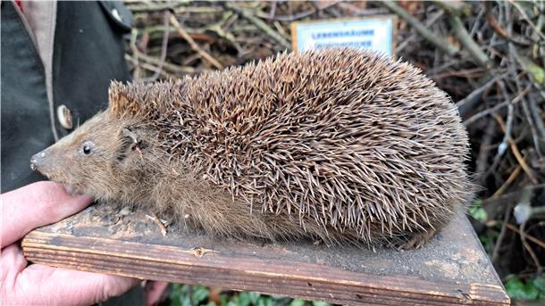 Tier des Jahres 2024: Lunestedter gibt Tipps für das kleine Igel-Paradies Ein Igel hat bis zu 7000 Stachel.
