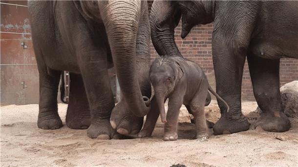 Elefantenjunges im Leipziger Zoo geboren  Erste Schritte im Kreise der Familie: der noch namenlose Elefantenjungbulle mit seiner Mutter Pantha und Großmutter Kewa.