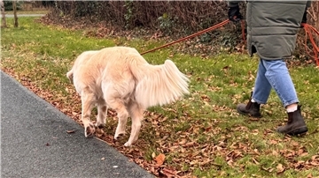 Diese Regeln gelten für Herrchen und Frauchen Hunde müssen oft angeleint geführt werden