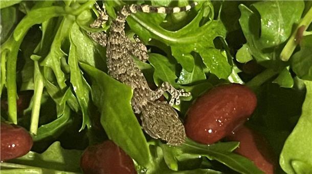 Es handelt sich um einen jungen Mauergecko.