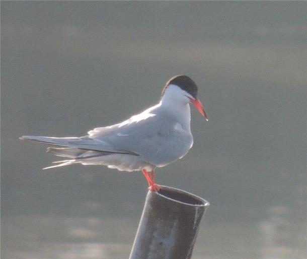 Flussschwalbe auf Stab