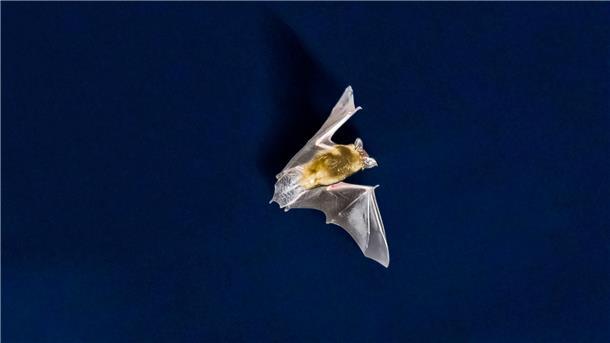 Eine Fledermaus vor einem Nachthimmel.