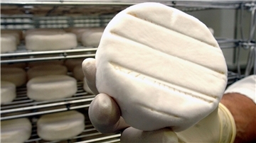 Es wäre möglich, Camembert mit anderen Pilzstämmen zu fermentieren.