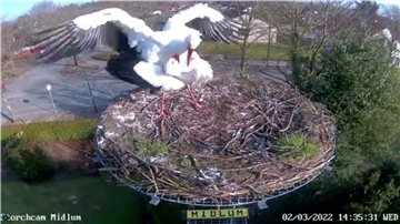 Es wird Frühling, und es gibt wieder Storchen-Fernsehen: Das Nest in Midlum ist bezogen, und eine Webcam überträgt das Storchen-Leben wieder live.