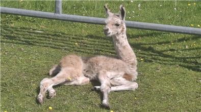 Lama Eragon liegt auf der Weide und entspannt sich. 