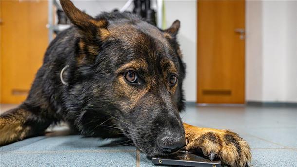 Etwa zwei Jahre wurde Dimi zum Polizeihund ausgebildet.
