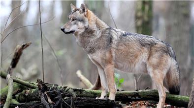 Europäischer Grauwolf.