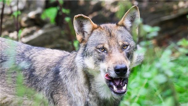 Eventuell ein Wolf wurde in Lamstedt auf der Kreuzung vor der Kirche gefilmt.