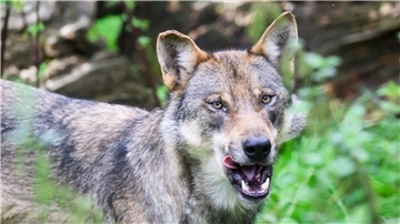 Eventuell ein Wolf wurde in Lamstedt auf der Kreuzung vor der Kirche gefilmt.