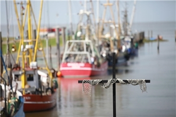 Exodus für die Krabbenfischerei? Die Kutterfischer an der Wurster Küste – hier im Hafen von Dorum-Neufeld – sehen schwarz, falls das aufgeschobene Fangverbot mit Grundschleppnetzen ab 2030 kommen sollte.