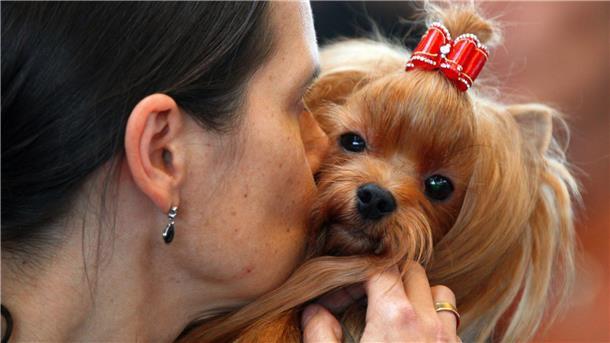 Experten zufolge senden Hunde deutliche Signale - aber der Mensch missachtet sie auch.