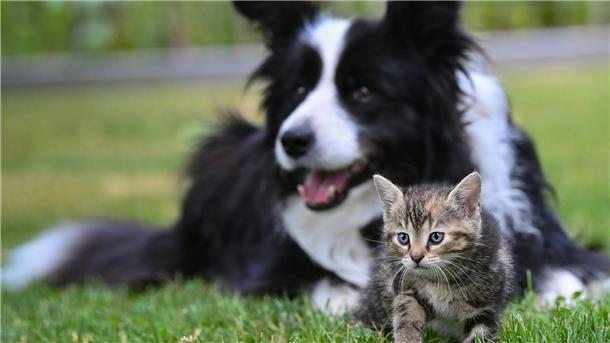 Züchtung: EU-Staaten wollen mehr Schutz für Hunde und Katzen Extreme Züchtungen von Hunden und Katzen sollen in der EU gestoppt werden.