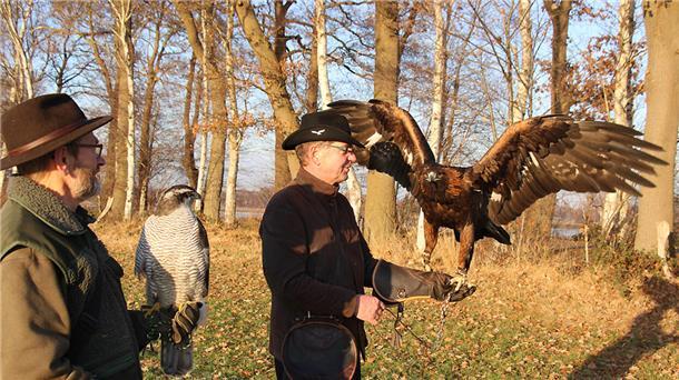 Falkner üben für die revierübergreifende Jagd Falkner Herbert Meyer mit Habicht „Lady“ (l.) und Robert Peters mit Steinadler „Lara“.