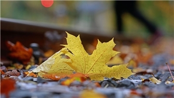 Farbenfroh - aber auch rekordverdächtig bei Niederschlägen und Temperaturen: So lässt sich der Oktober in Deutschland zusammenfassen.