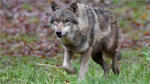 Ein Wolf läuft auf einer Wiese.