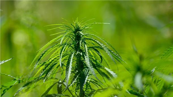 Gewerkschaft der Polizei kritisiert Cannabis-Gesetzentwurf Fehlt es dem Cannabis-Gesetzesentwurf der Bundesregierung an Präzision und Weitsicht? Das findet jedenfalls die Gewerkschaft der Polizei.