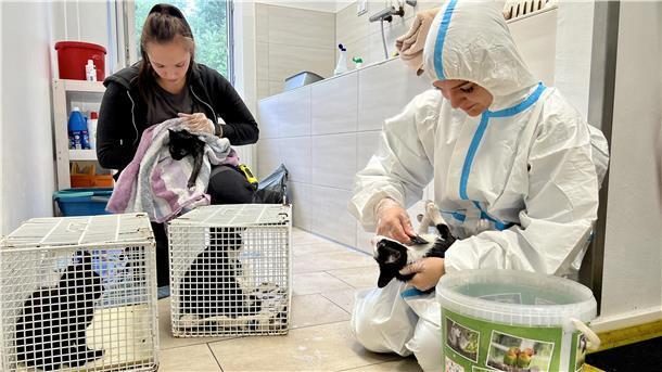Zwei Menschen versorgen Katzenbabys