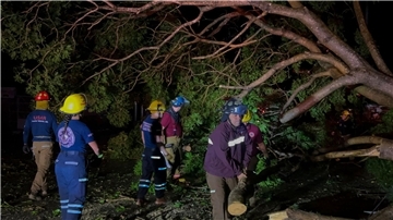 Feuerwehrleute in Mexiko entfernen Bäume, die auf einer Straße liegen.