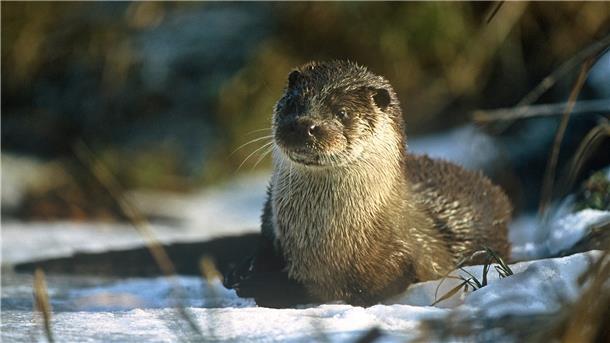 Ein Otter sitzt im Schnee.