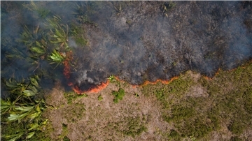 Flammen breiten sich in einem Amazonas-Gebiet aus. (Archivbild)