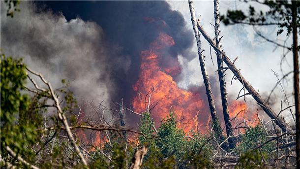 Waldbrand bei Jüterbog ausgeweitet - Gefahr in Nordsachsen Flammen schlagen in einem Waldstück nahe Jüterbog in die Höhe.
