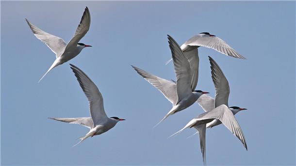 Droht in Bremerhaven ein folgenschweres Tiersterben durch Vogelgrippe? Fluss-Seeschwalben