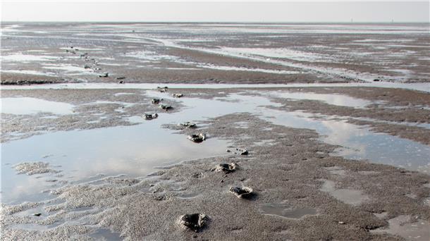 Folge der Verklappung von Hafenschlick? Das Watt vor Cuxhaven ist in den letzten Jahren ganz schön glitschig geworden.