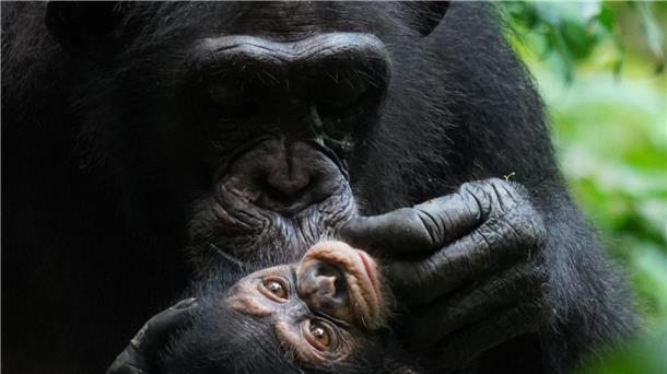 Wie Affen-Mamas mit ihren Kindern umgehen Forschende haben Schimpansen-Mütter beobachtet.