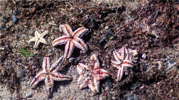 Forschende haben Würmer und Seesterne auf alter Munition in der Ostsee gefunden.