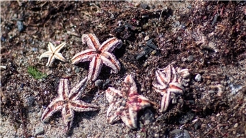 Forschende haben Würmer und Seesterne auf alter Munition in der Ostsee gefunden.