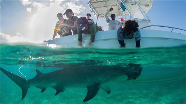 Wem es schmeckt, der bleibt Forschende schauten sich das Verhalten von Hammerhaien genauer an. Sie stellten fest: Viele bleiben jahrelang im Meer rund um das Land Bahamas.
