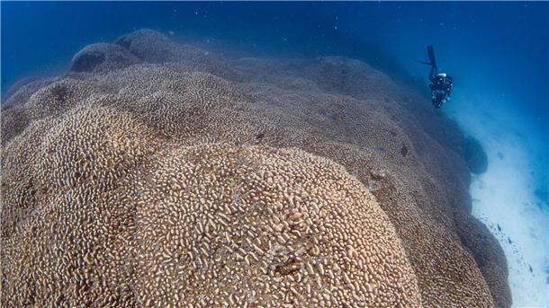 Rekord-Koralle entdeckt - länger als ein Blauwal Forscher des Programms Pristine Seas von National Georgraphic haben nach eigenen Angaben eine Koralle entdeckt, die größer ist als alle bislang bekannten.