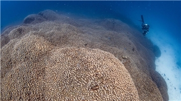 Forscher des Programms Pristine Seas von National Georgraphic haben nach eigenen Angaben eine Koralle entdeckt, die größer ist als alle bislang bekannten.