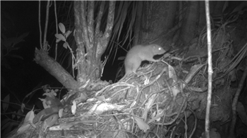 Forscher konnten erstmals eine der Riesenratten von Vangunu fotografieren.