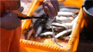 Forscher warnen vor Kosten der Schleppnetz-Fischerei (Archivbild).
