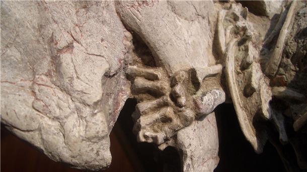 Säuger-Angriff auf viel größeren Dino vermutet Fossil mit einer linken Hand von einem Repenomamus (Säugetier), die um den Unterkiefer von einem Psittacosaurus (Dinosaurier) gewickelt ist.
