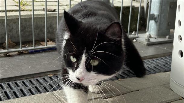 Kuschelkater Frieda sucht ein neues Zuhause Ein Kater.