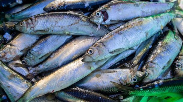 Experte: Abwärtstrend bei Heringsbestand gestoppt Frisch gefangene Heringe liegen in einer Fischkiste im Fischereihafen.