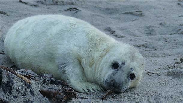 Kegelrobbe im Sand.