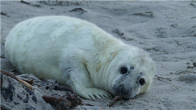 Kegelrobbe im Sand.