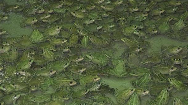 Frösche wachsen in der Froschfarm von Patrick François in Südfrankreich heran.