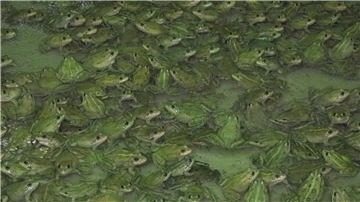 Frösche wachsen in der Froschfarm von Patrick François in Südfrankreich heran.