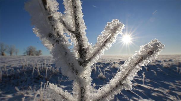 Bisher kälteste Nacht des Winters in Deutschland Frostiges Wetter im Oberharz bei Elbingerode.