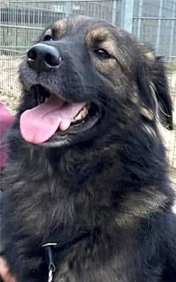 Ein Hund mit dunklem Fell hechelt. Fuchsmix Canello sucht ein neues Zuhause. 