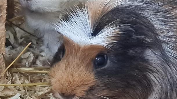 Ein Meerschweinchen sitzt in seinem Käfig.