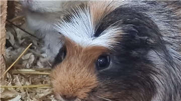 Ein Meerschweinchen sitzt in seinem Käfig.