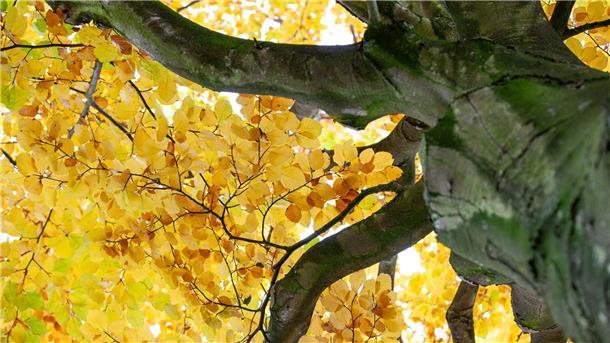 Für die einen ist es ein komplexer chemischer Vorgang, bei dem der Baum Chlorophyll abbaut und es für den "Nachwuchs" bis zum Frühjahr in den Wurzeln, Ästen und im Stamm einlagert. Für den anderen ist das bunte Herbstlaub einfach ein kleines Wunder der Natur.